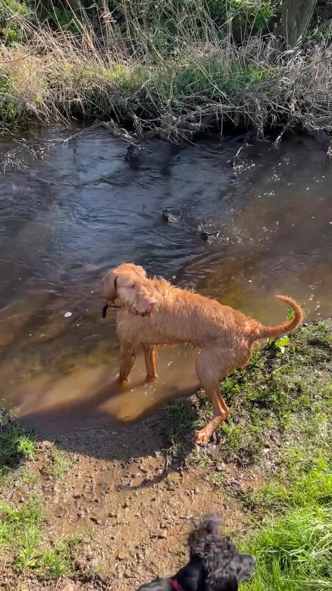 Hungarian Vizsla dogs for sale: Wire haired Hungarian Vizsla - Video 1