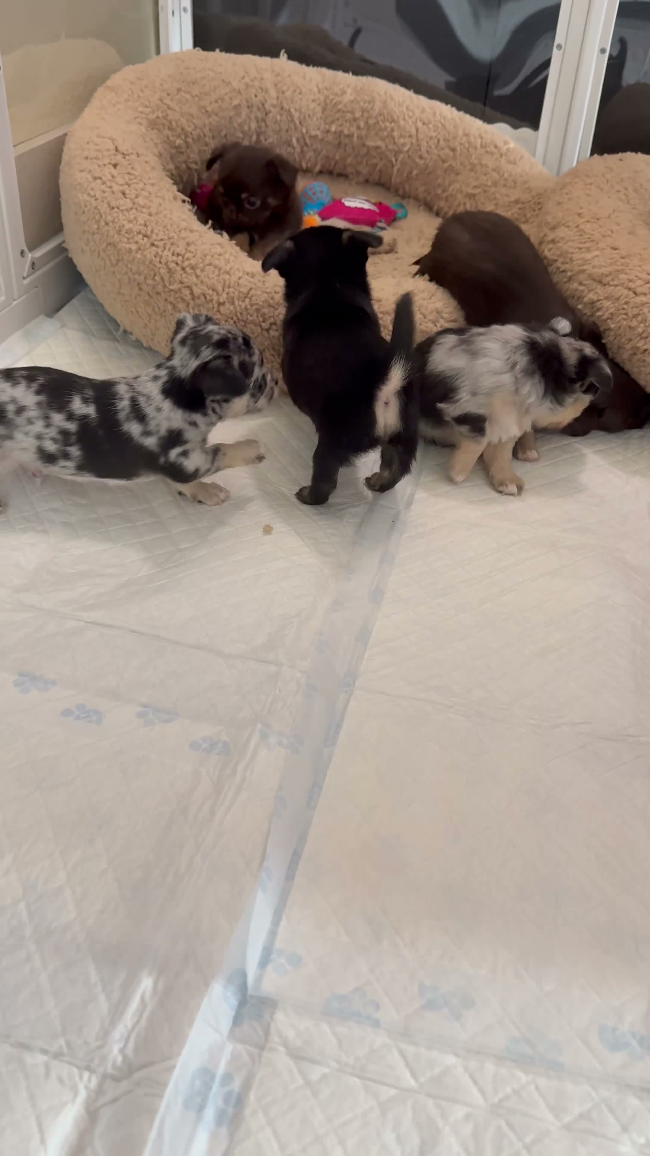 Chihuahua dogs for sale: Stunning litter of chihuahua babies!  - Video 2