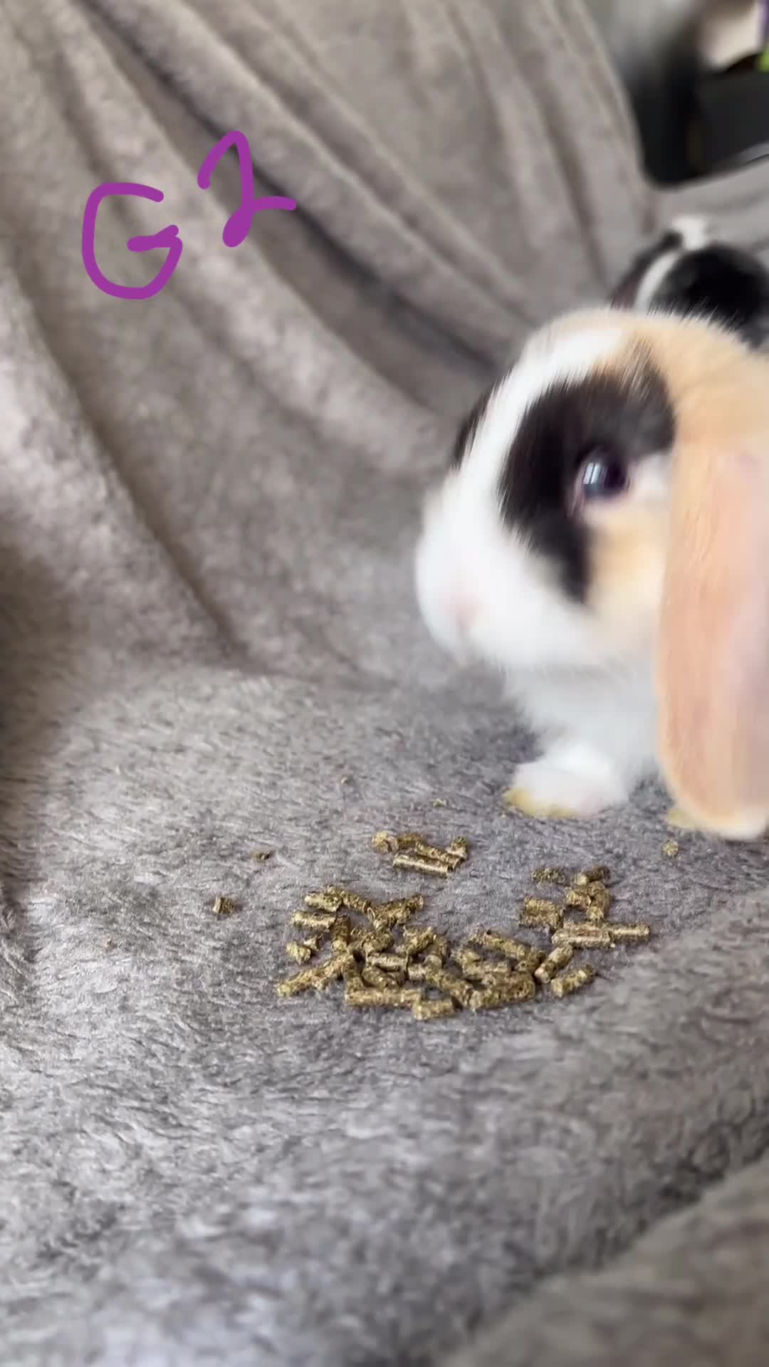 Mini Lop rabbits for sale: 6 Beautiful mini lops available now🐰 - Video 3