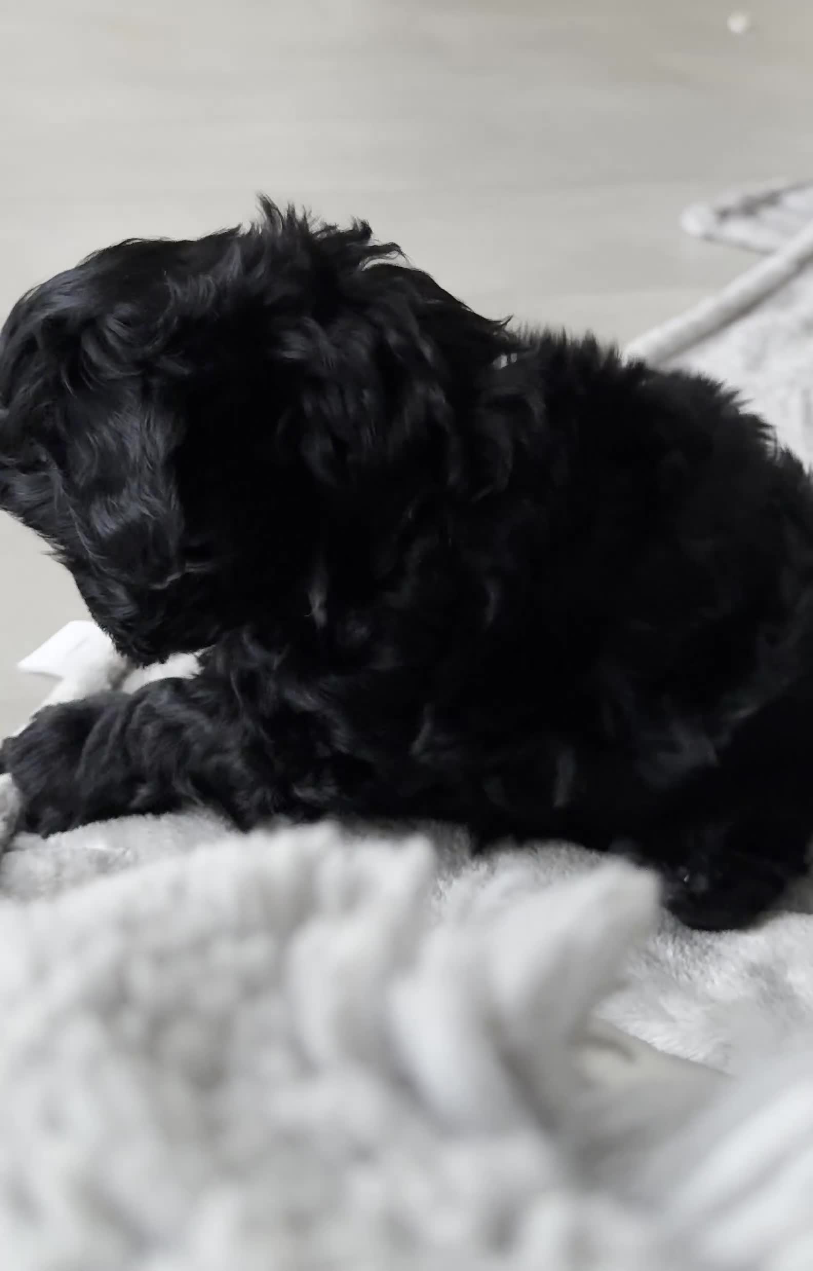 Yorkiepoo dogs for sale: Toy Yorkiepoo F1b - Video 1