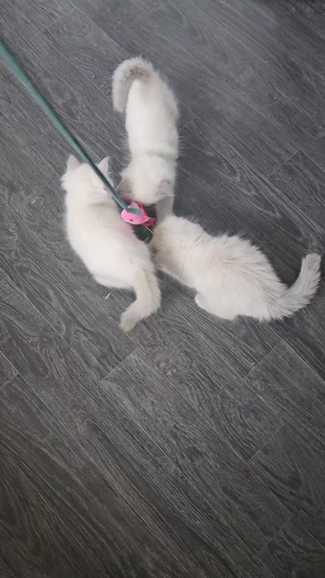 Ragdoll cats for sale: LAST BOY and GIRL!! BluePoint Ragdoll Kitten - Video 1
