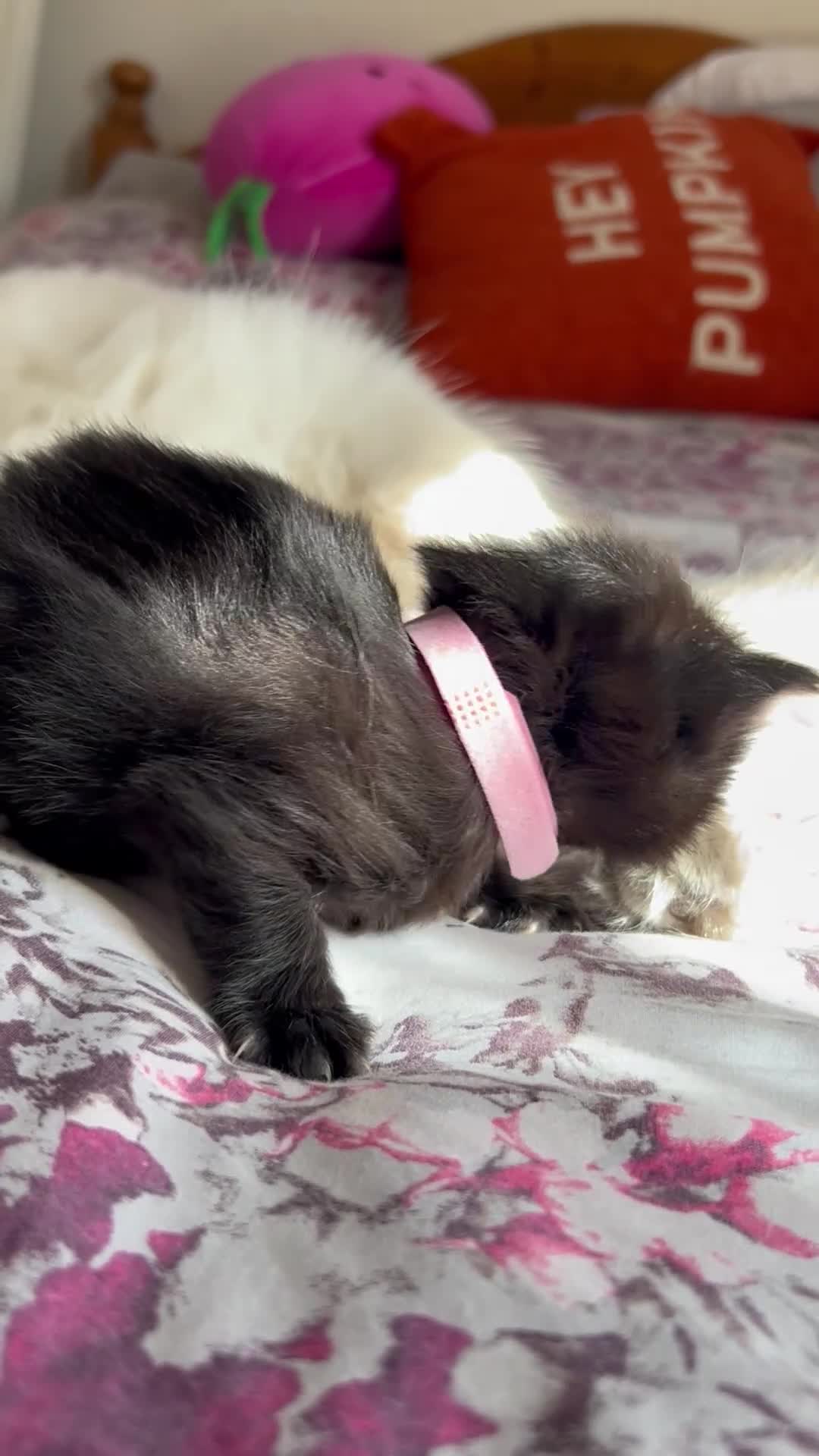 Ragdoll cats for sale: Beautiful ragdoll kittens ready middle of May 🐈 - Video 1