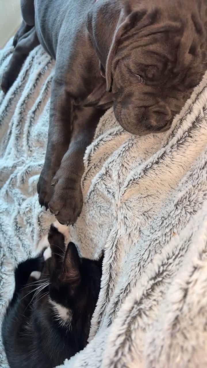 Mixed Breed cats for sale: 3 beautiful black and white tabby kittens for sale - Video 1