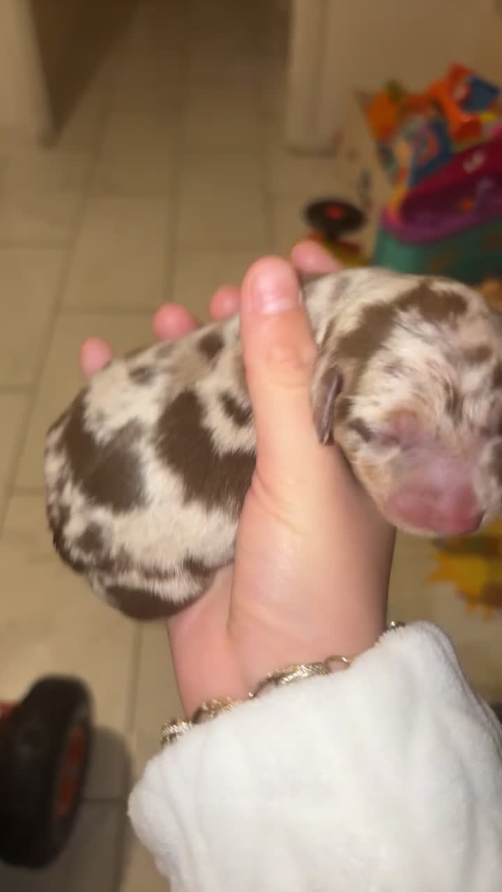 Miniature Dachshund dogs for sale: Pedigree PRA clear miniature dachshunds  - Video 2