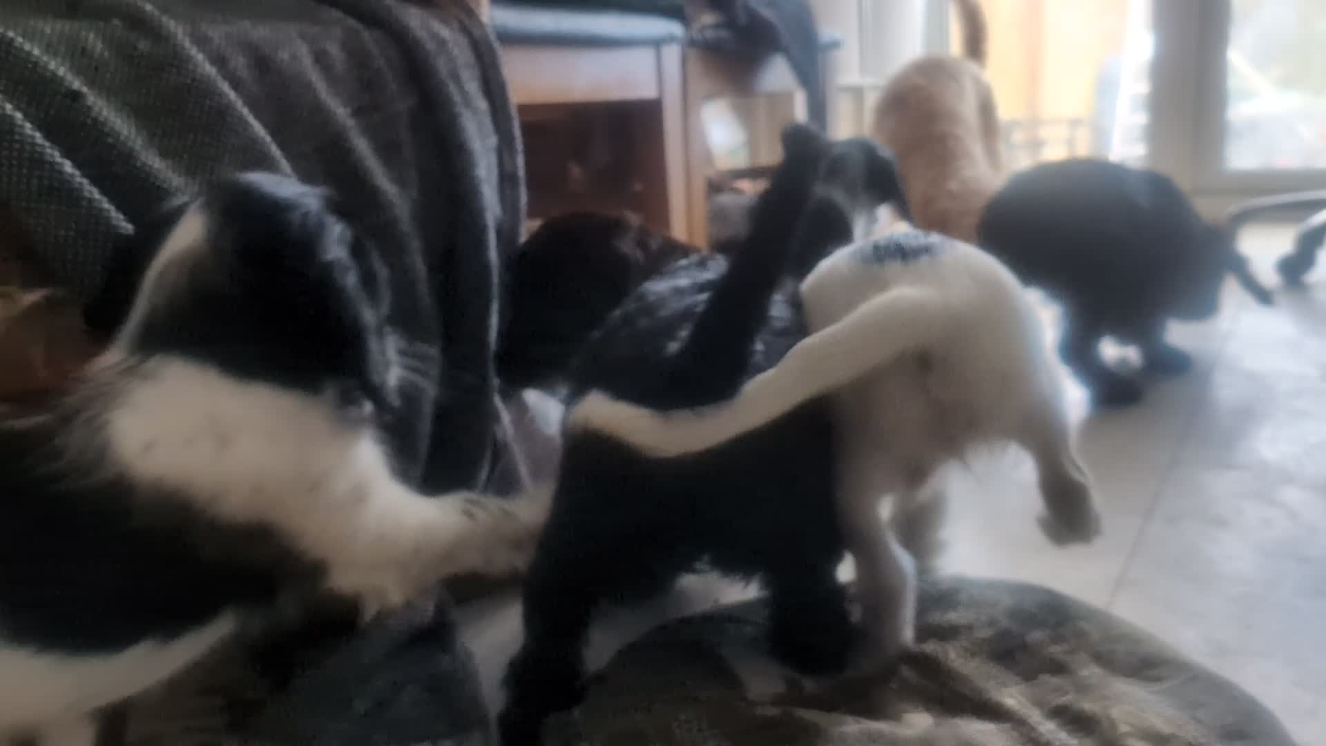 Cockapoo dogs for sale: Reserved - Beautiful Chocolate Cockapoo Pup - Video 1