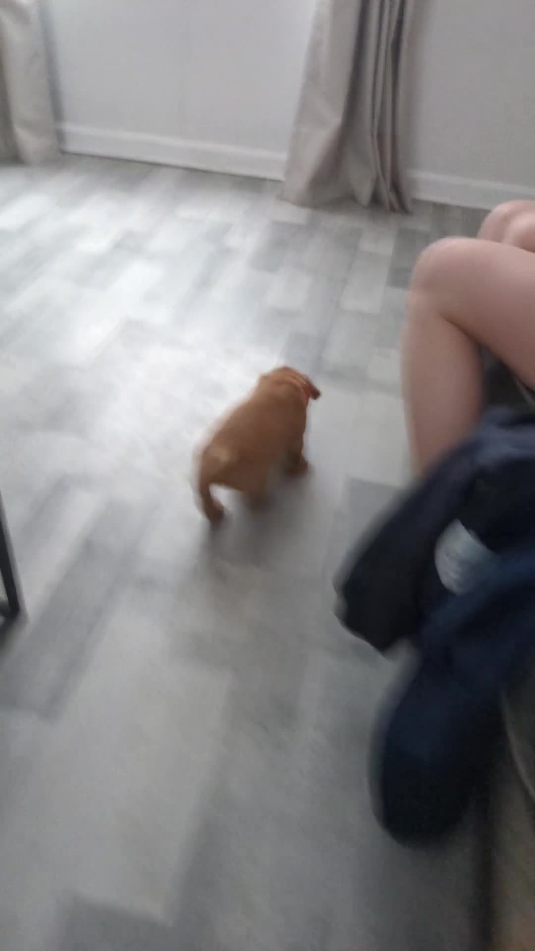 Labrador Retriever dogs for sale: 10 Chunky Labrador puppies fox red/ yellow - Video 2