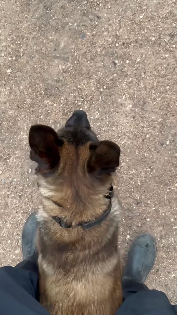 Belgian Shepherd Dog dogs for sale: Female KC Belgian Malinois for Sale - Video 1