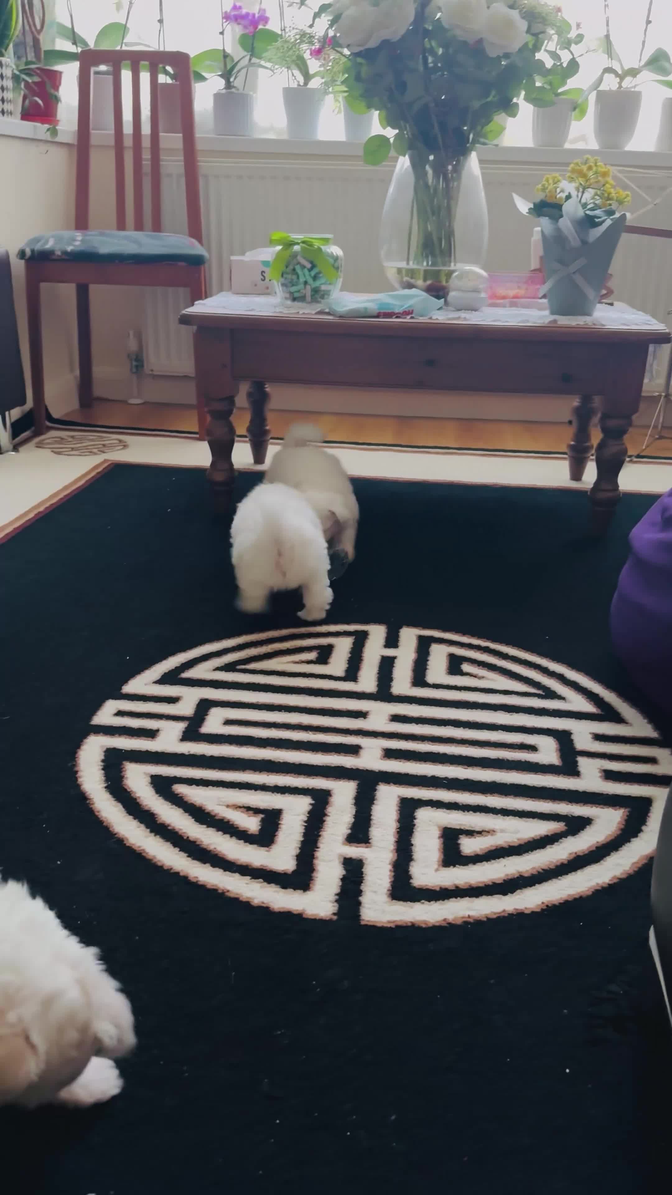 Maltese dogs for sale: Bichon Maltese puppies - Video 1