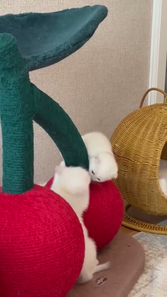 Scottish Fold cats for sale: TICA Registered Scottish Fold Kittens - Video 1
