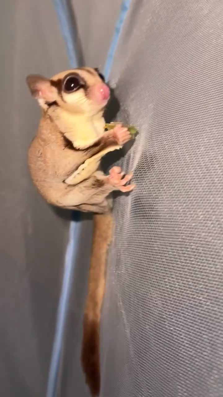 Sugar Glider rodents for sale: Sugar glider for sale - Video 1