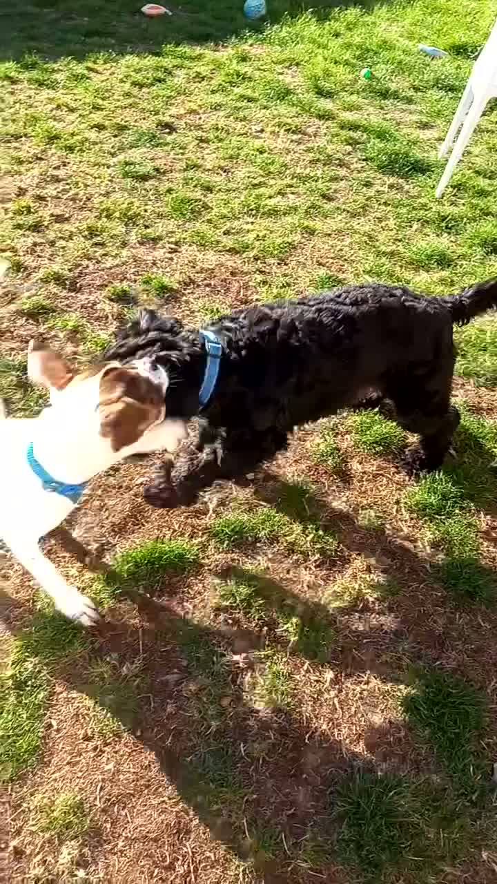 Mixed Breed dogs for sale: 6 months old  - Video 1