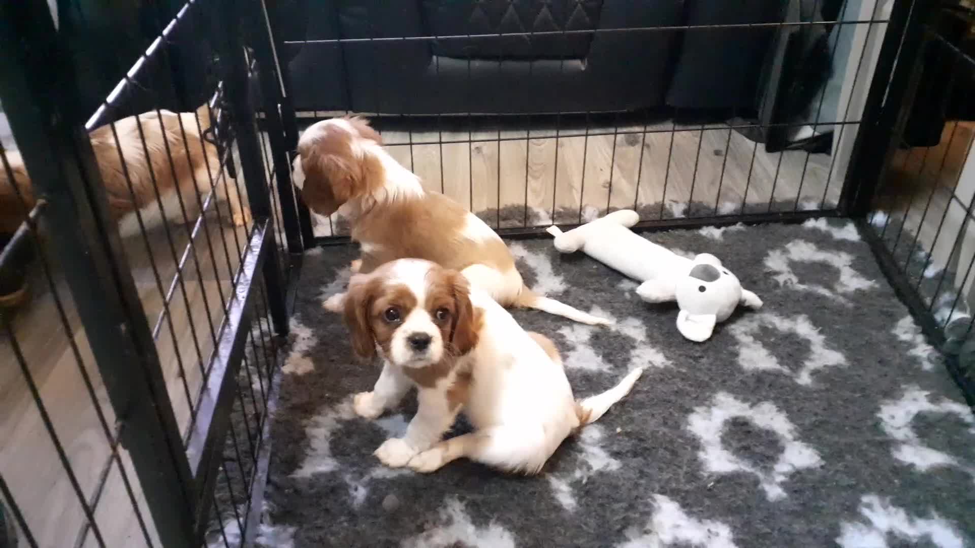 Cavalier King Charles Spaniel dogs for sale: Cavalier King Charles Spaniel Pupps for Sale - Video 1