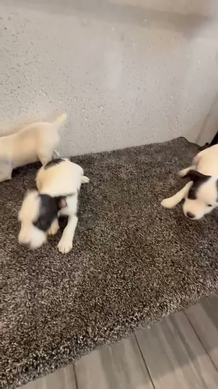 Jack Russell dogs for sale: Working type jack Russell pups  - Video 1