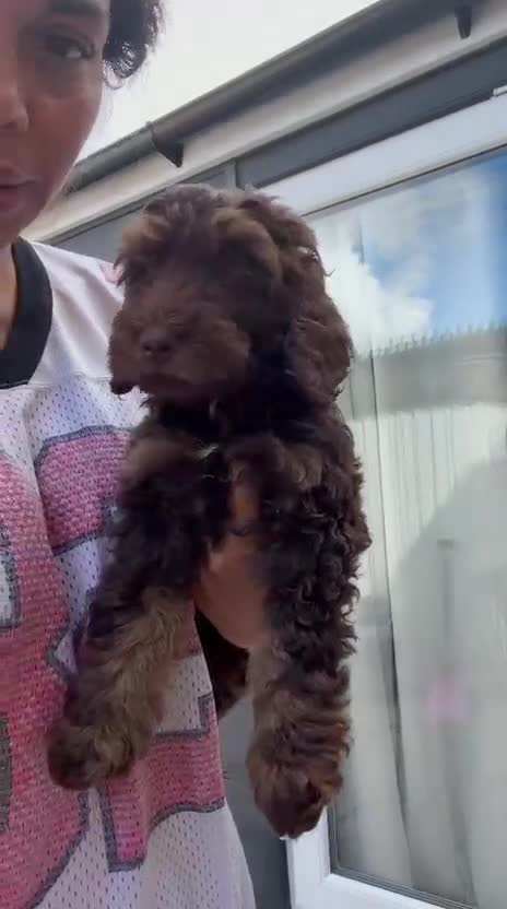 Cockapoo dogs for sale: F4 Cockapoo's for sale LAST BOY LEFT  - Video 2