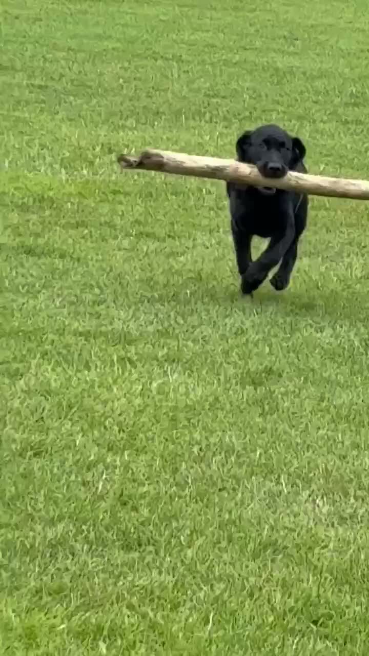 Labrador Retriever dogs for sale: 4 month lab called beau  - Video 1