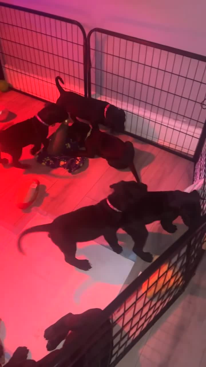Mixed Breed dogs for sale: Presa canrio/ cane corso   in Wakefield - Video 1