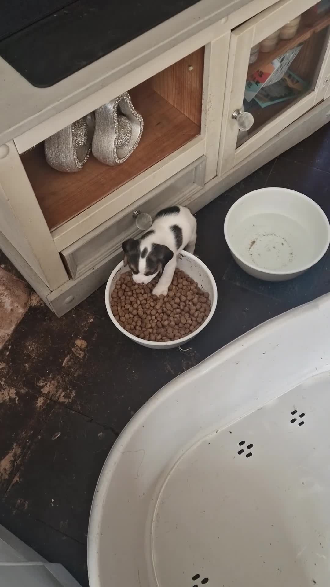 Mixed Breed dogs for sale: Litter of 8 bocker puppies  - Video 2