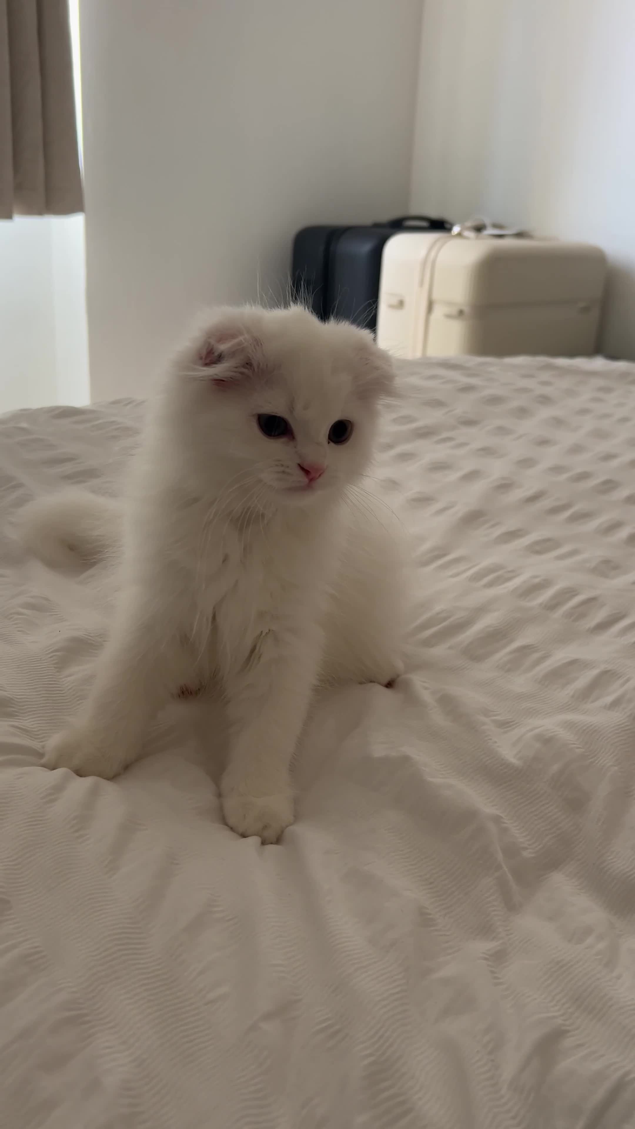 Scottish Fold cats for sale: Scottish Fold Long Hair White - Video 1
