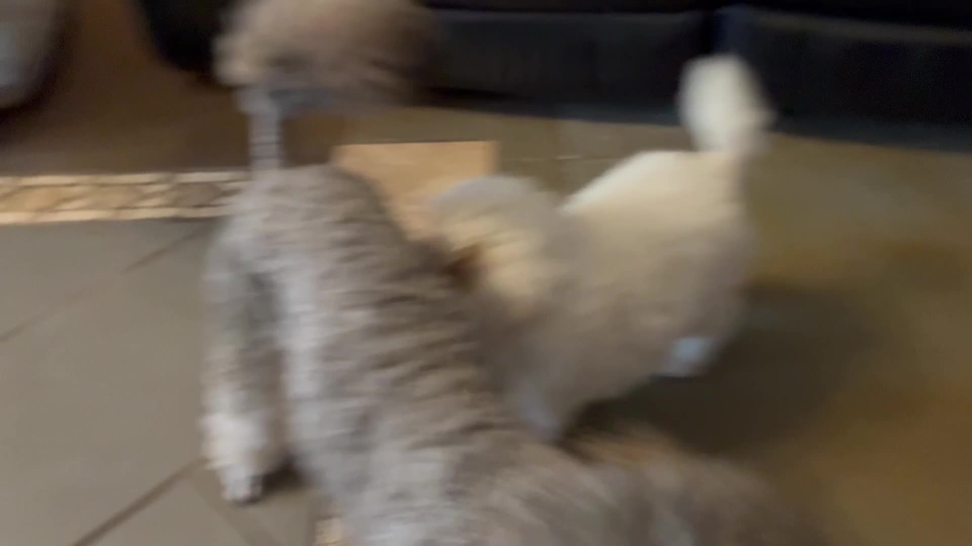 Toy Poodle dogs for sale: Stunning Toy Poodle Puppies - Video 3