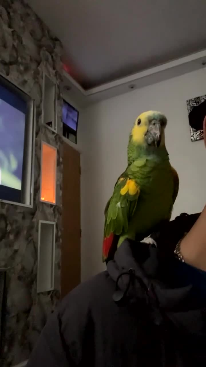 Parrots birds for sale: Amazon parrot for sale  - Video 1
