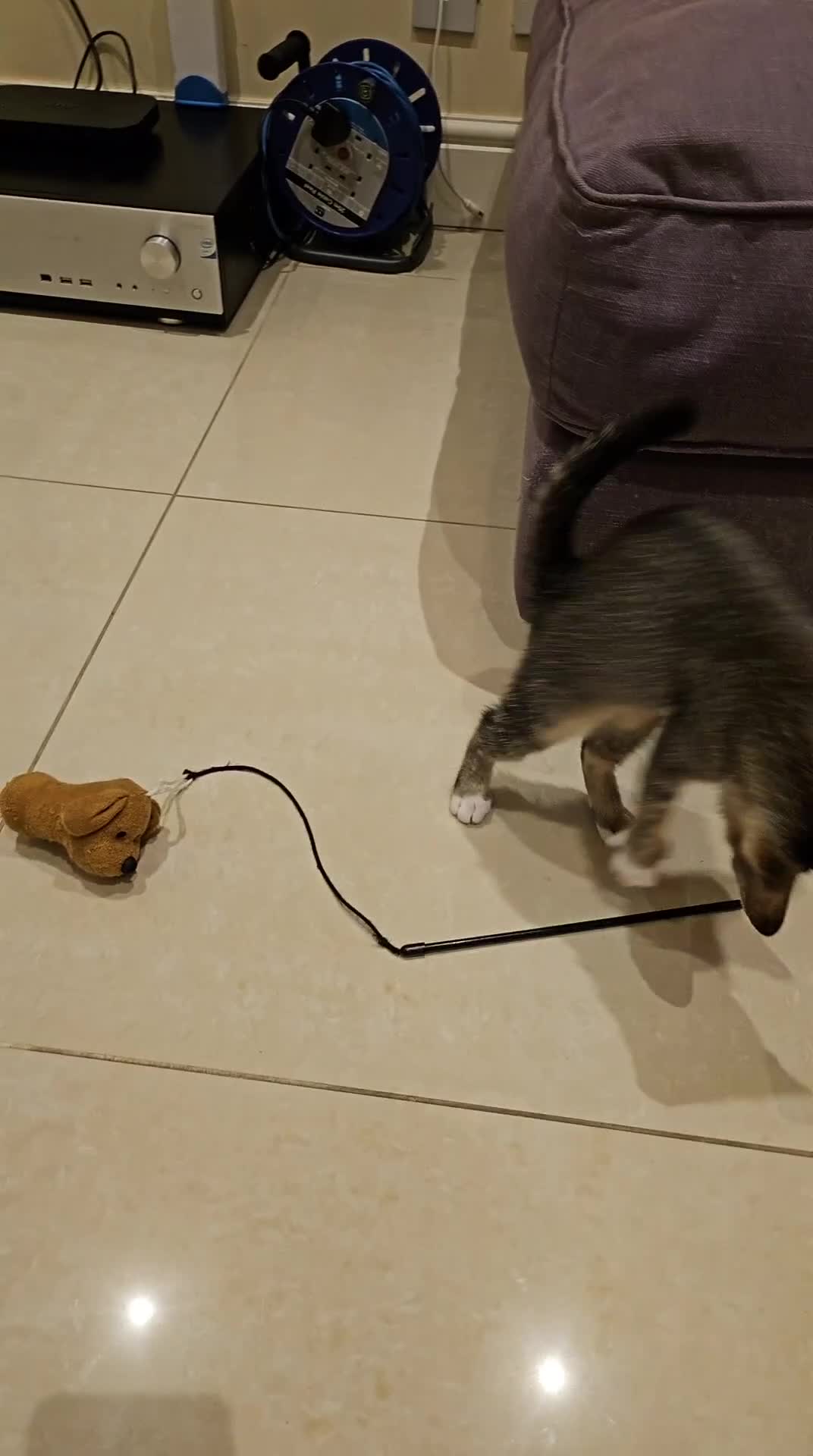 American Shorthair cats for sale: 10 Week Old Pure Tabby Kitten in Sutton - Video 2