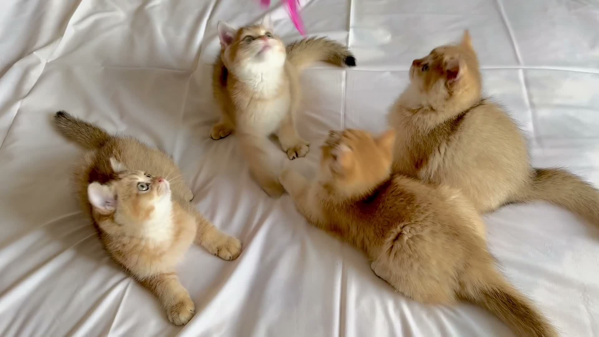 British Shorthair cats for sale: Ready now - GOLDEN BRITISH SHORTHAIR BOYS ✨ - Video 1