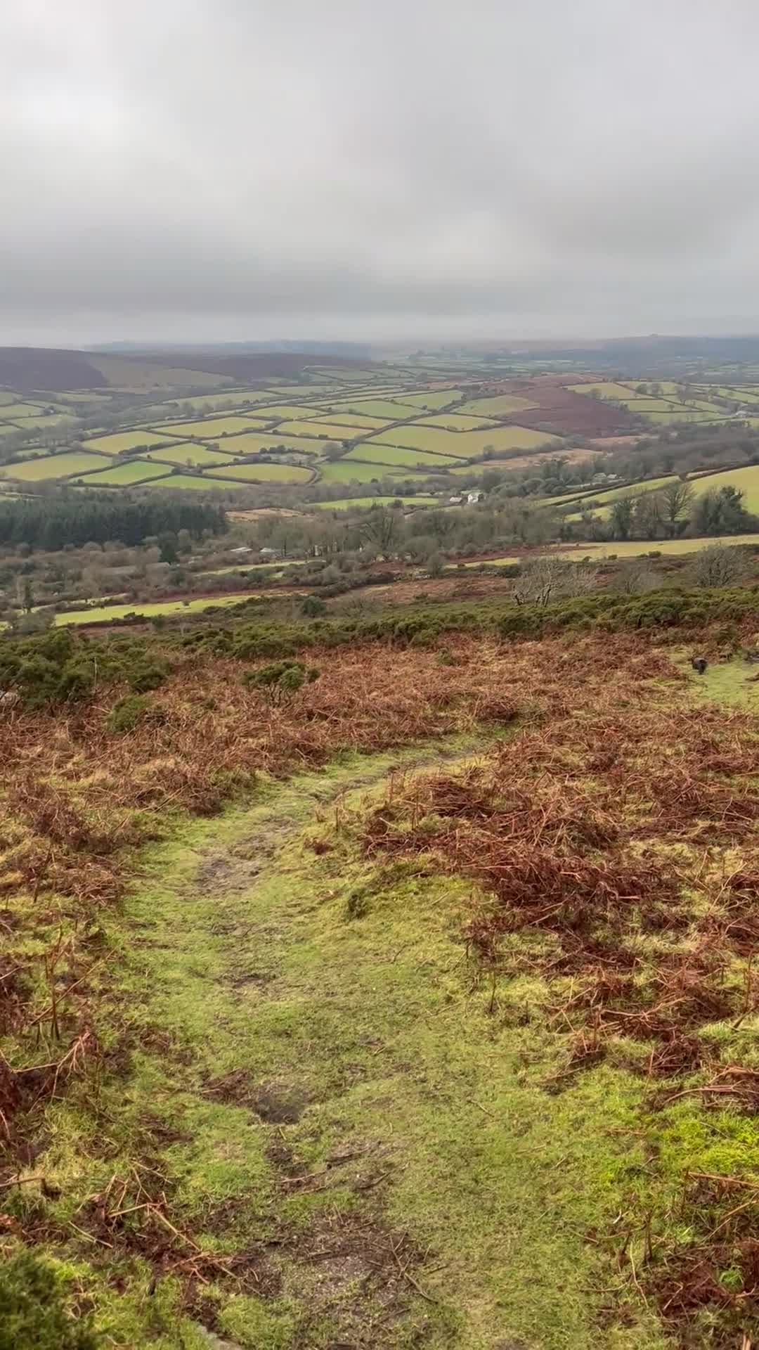 Dachshund dogs for stud: KC Reg 0%COI Brilliant Bold Wirehaired Teckel Stud in Sudbury - Video 1