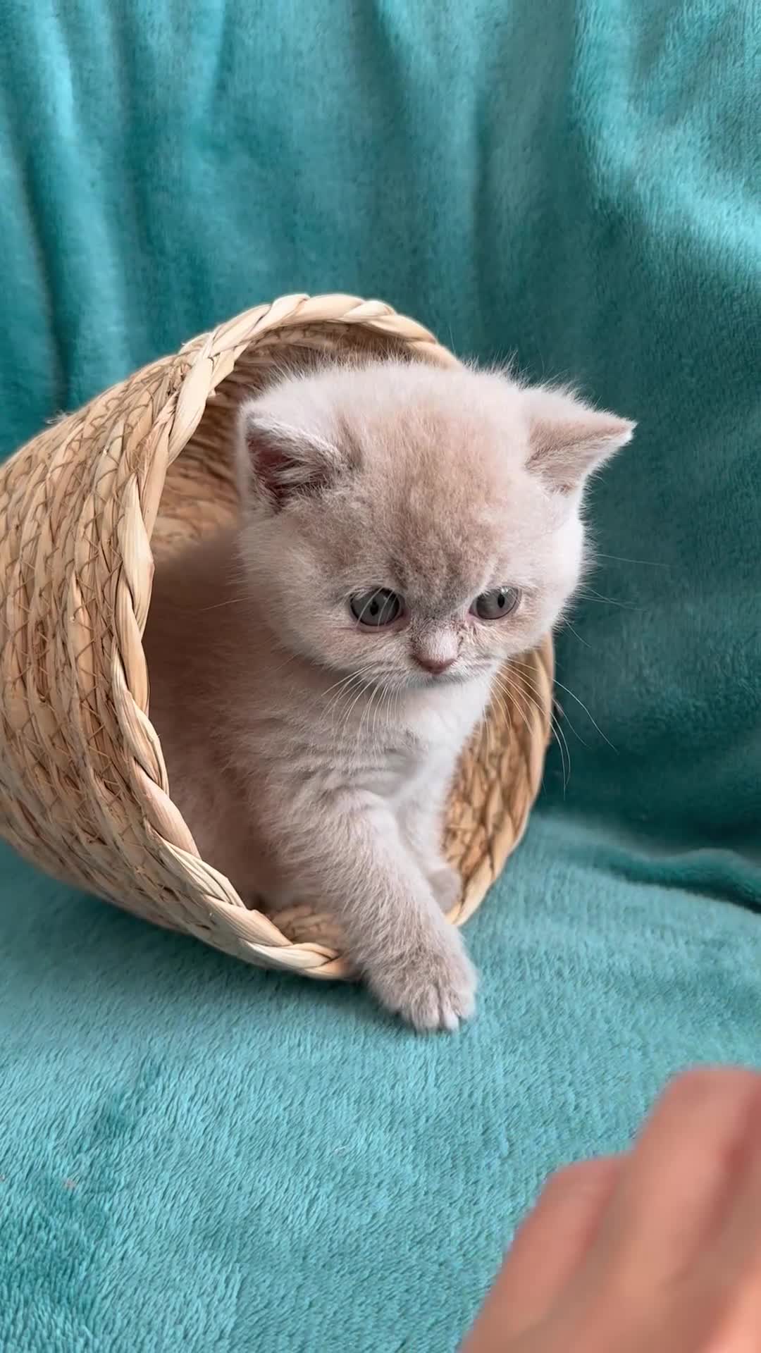 British Shorthair cats for sale: BRITISH SHORTHAIR - Full Pedigree/Registered - Video 1