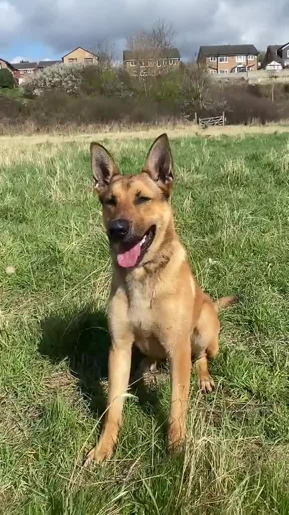 Mixed Breed dogs for stud: Stunning Belgian Malinois x White German Shepherd  - Video 1
