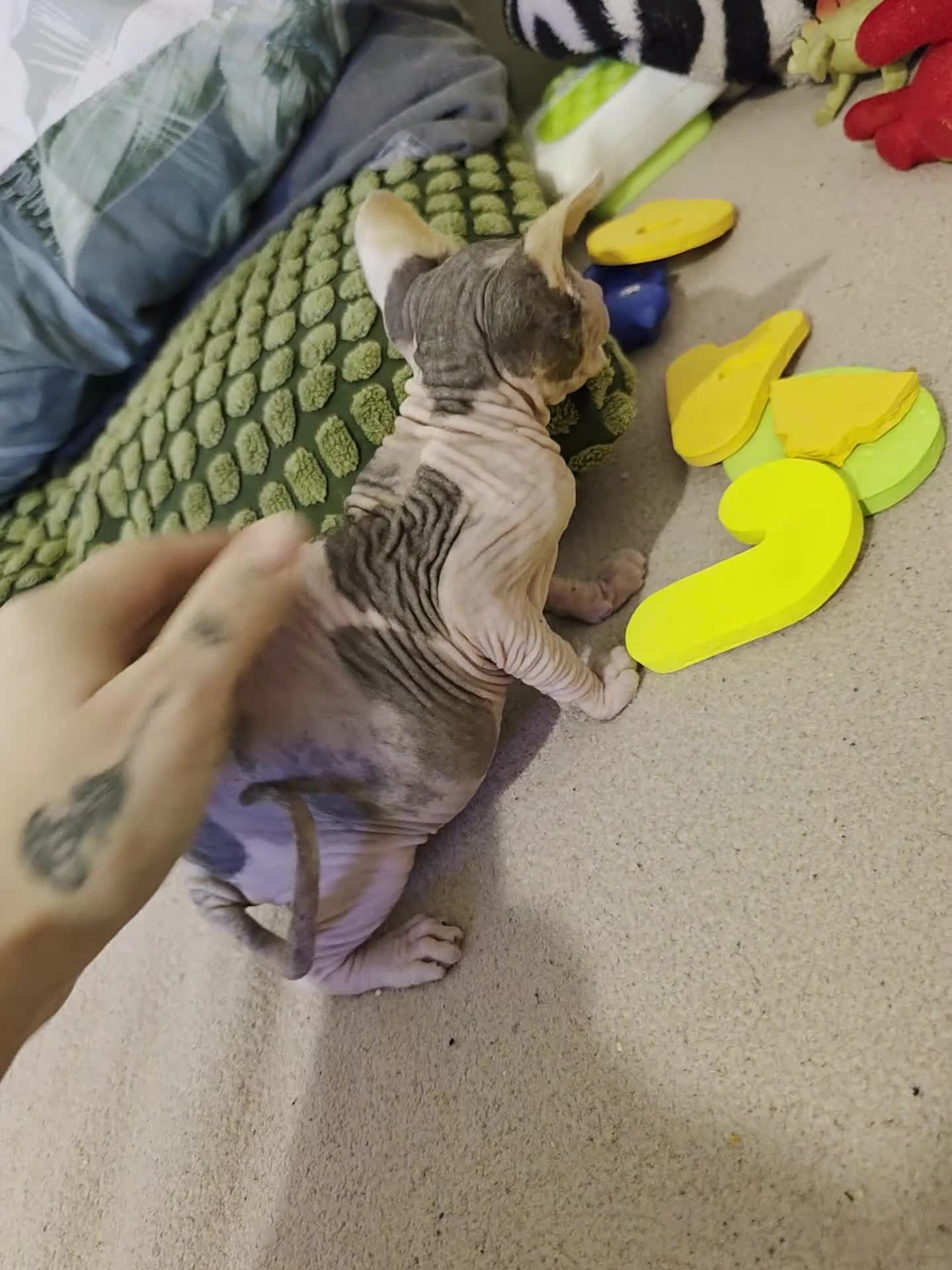 Sphynx cats for sale: 🩷 Sphynx Kitten – Female   - Video 2