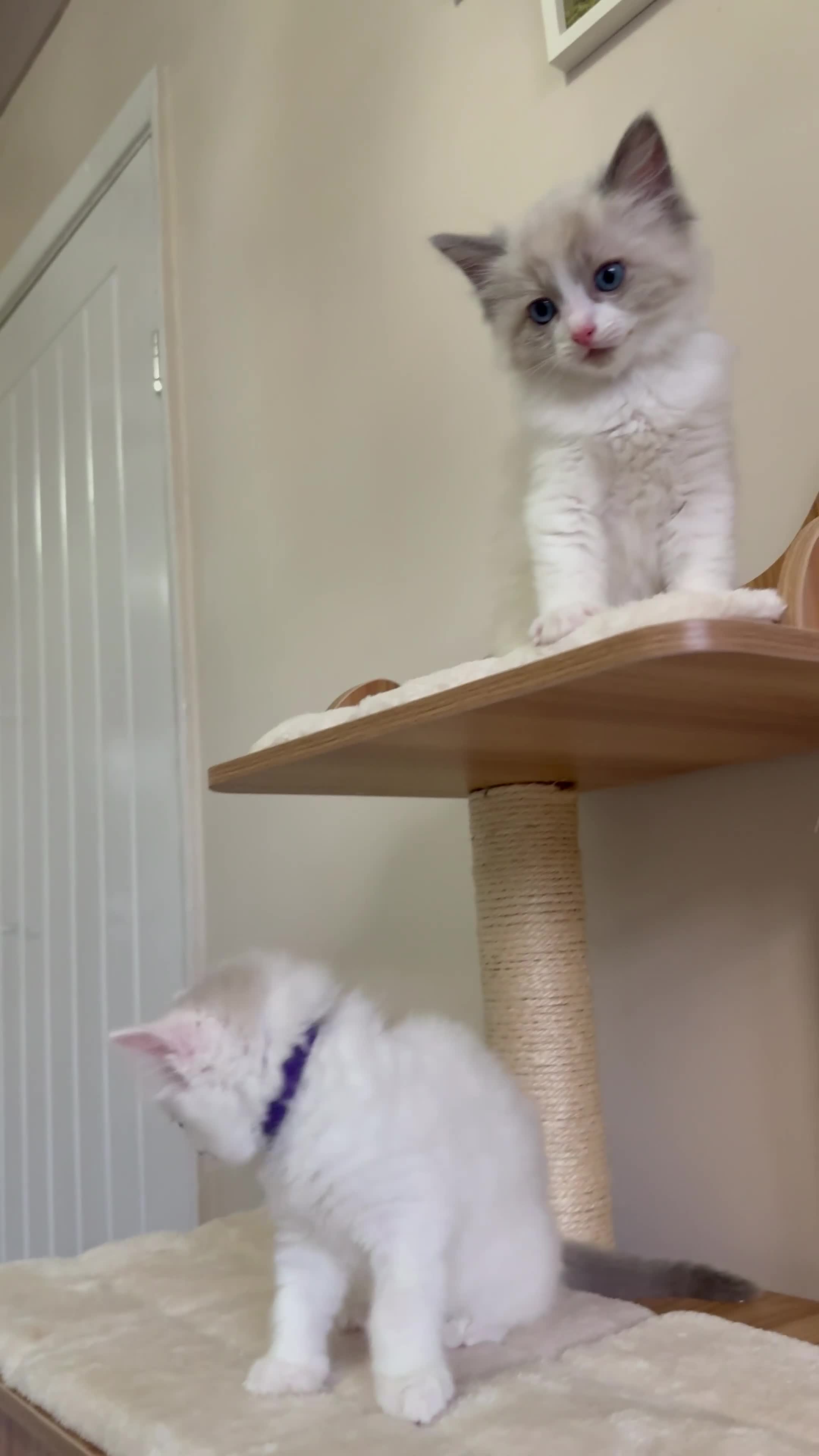 Ragdoll cats for sale: Beautiful fluffy ragdoll kittens - Video 3