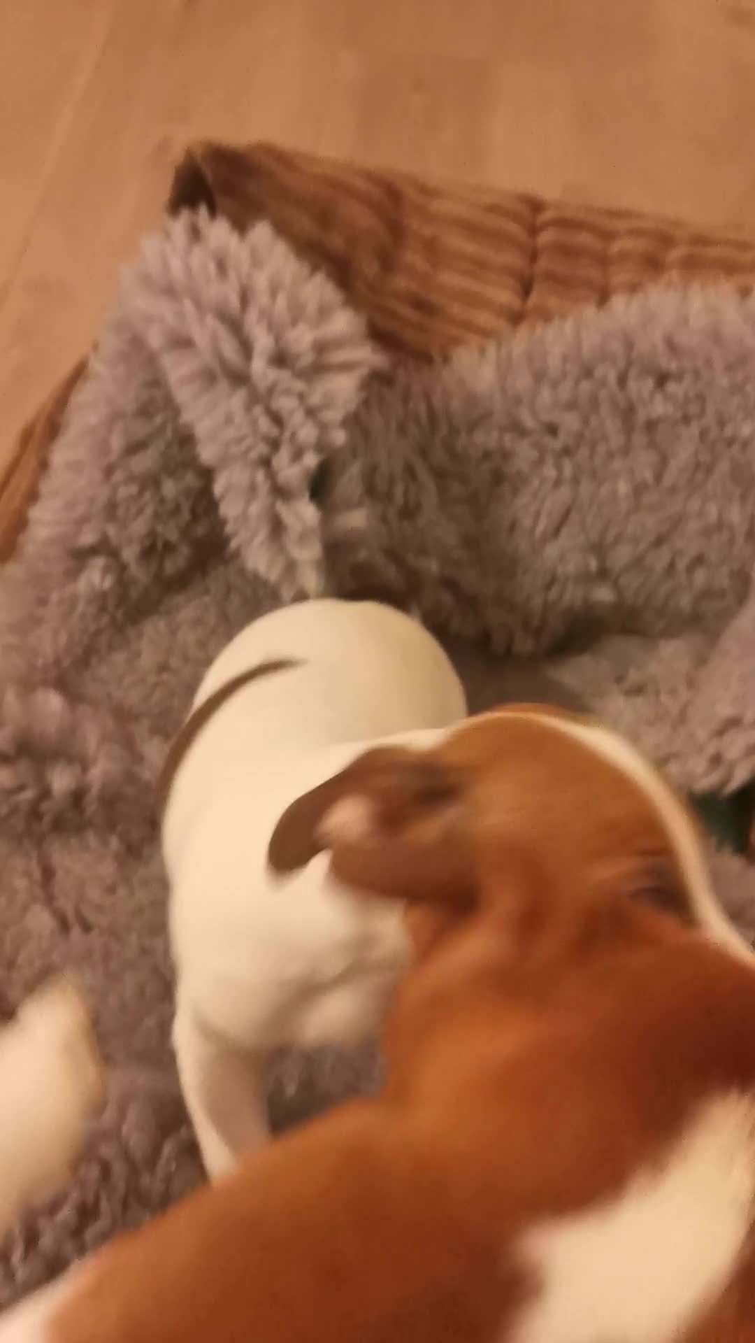 Jack Russell dogs for sale: Male jack russell terrier pup - Video 1