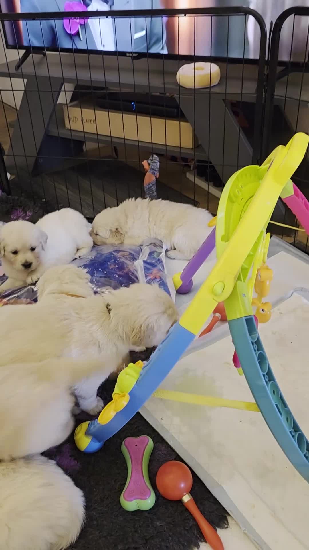 Golden Retriever dogs for sale: Golden retriever puppies - Video 2