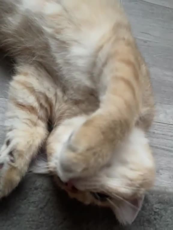 British Shorthair cats for sale: There's only one wonderful kitten left.  Sale  - Video 1