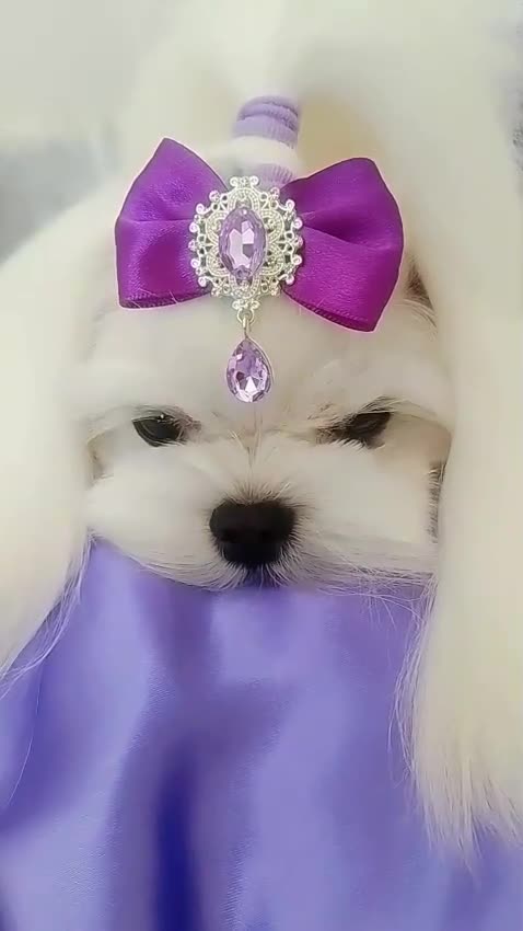 Maltese dogs for stud: ❤️DNA health tested Tiny Korean Maltese boy❤️ - Video 4