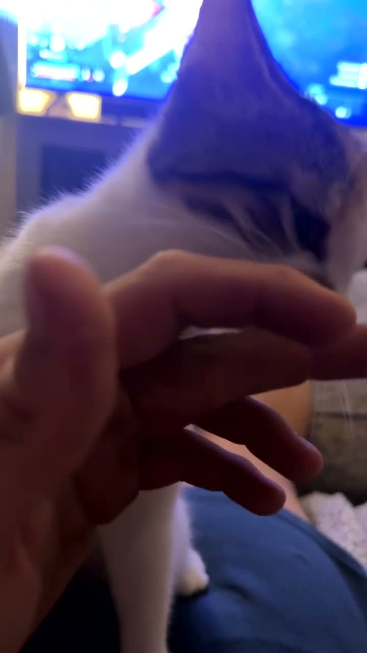 Mixed Breed cats for sale: Looks at description! in Huddersfield - Video 1