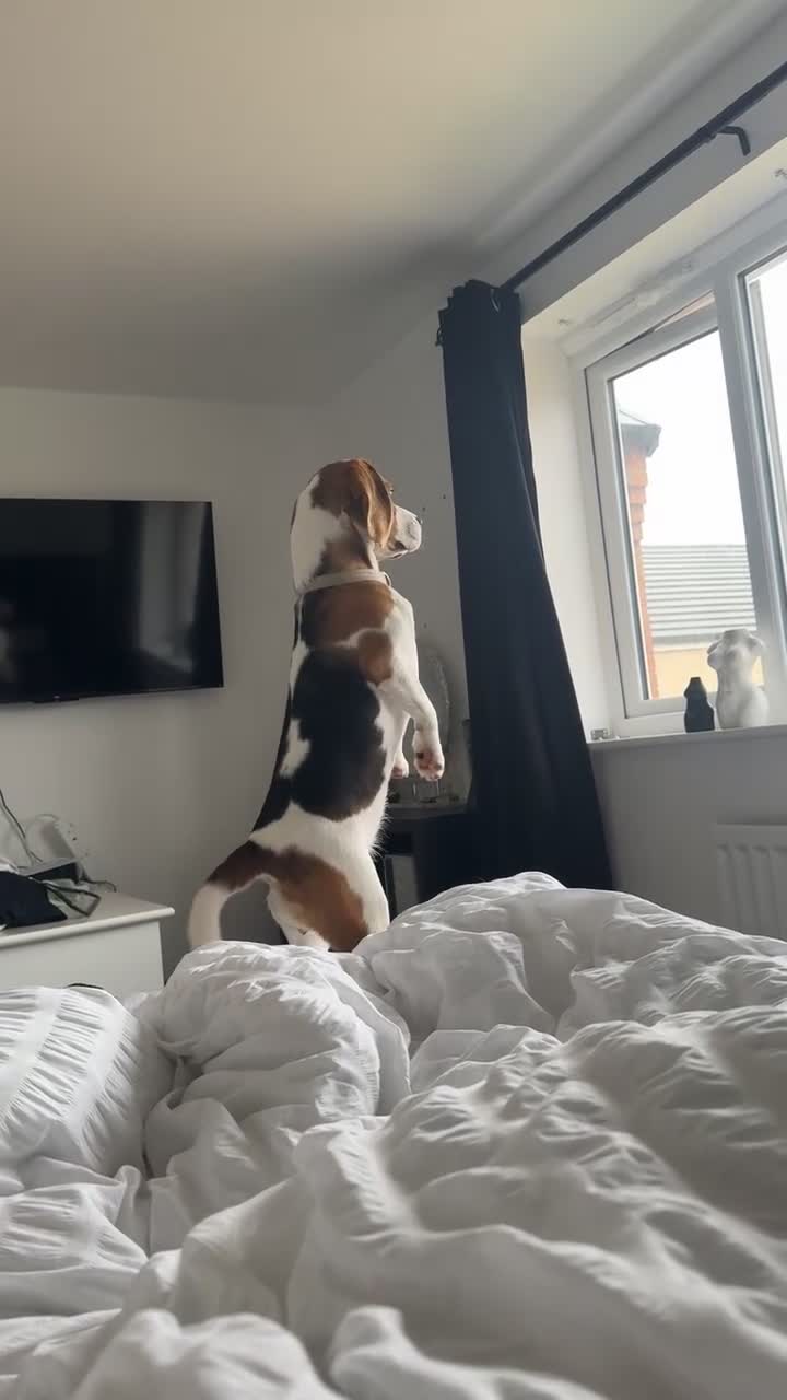 Beagle dogs for sale: Beagle in Ashington - Video 1