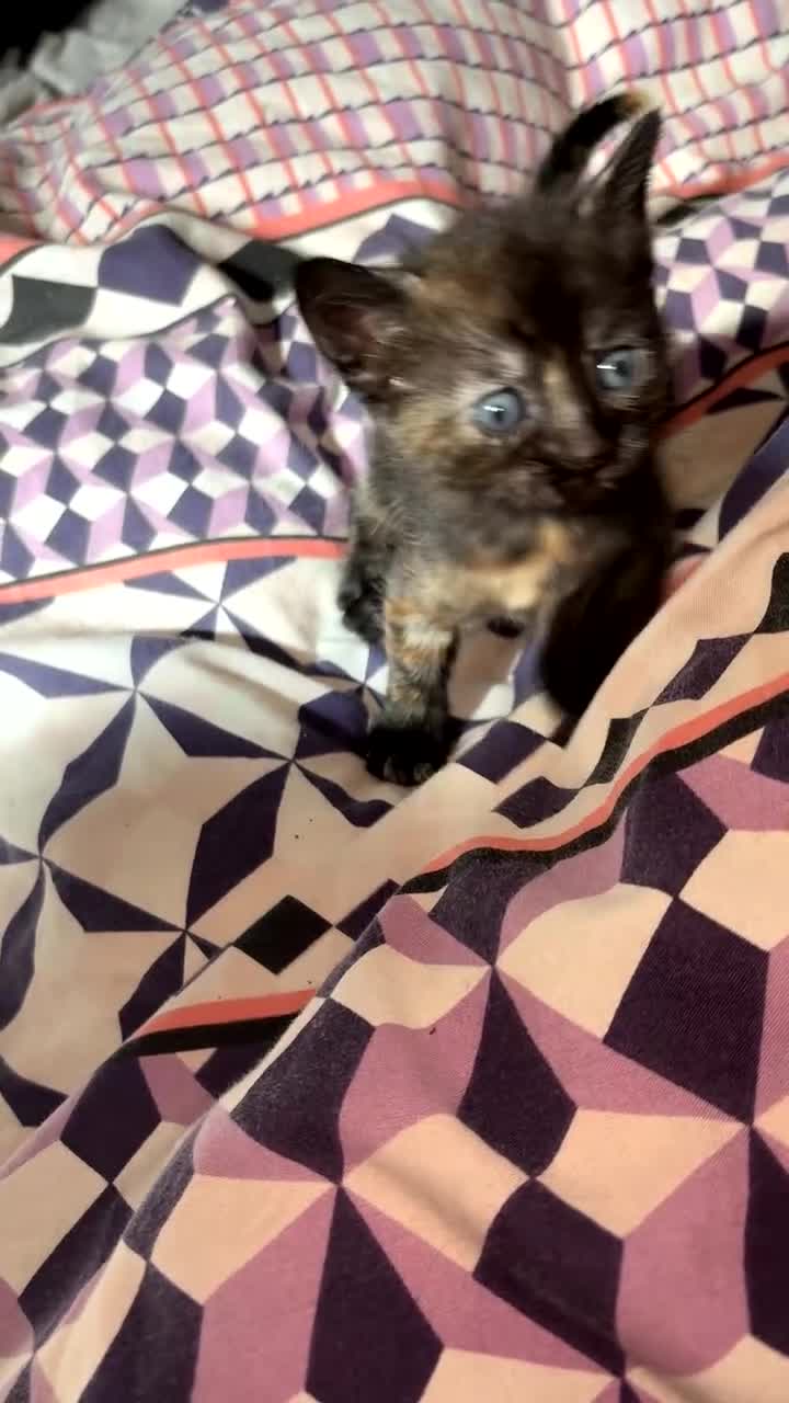 Mixed Breed cats for sale: 2 female mixed breed kittens  - Video 1