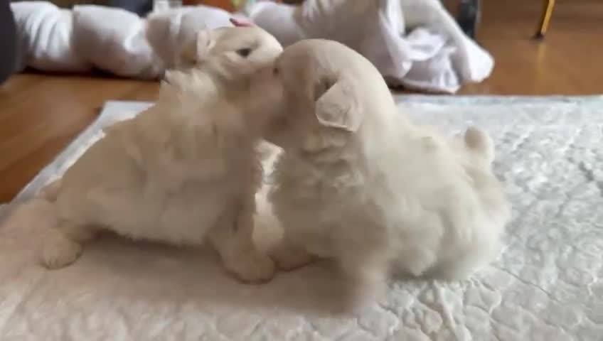 Maltese dogs for sale: Beautiful Boy Korean Maltese Puppy  in Tonbridge - Video 1
