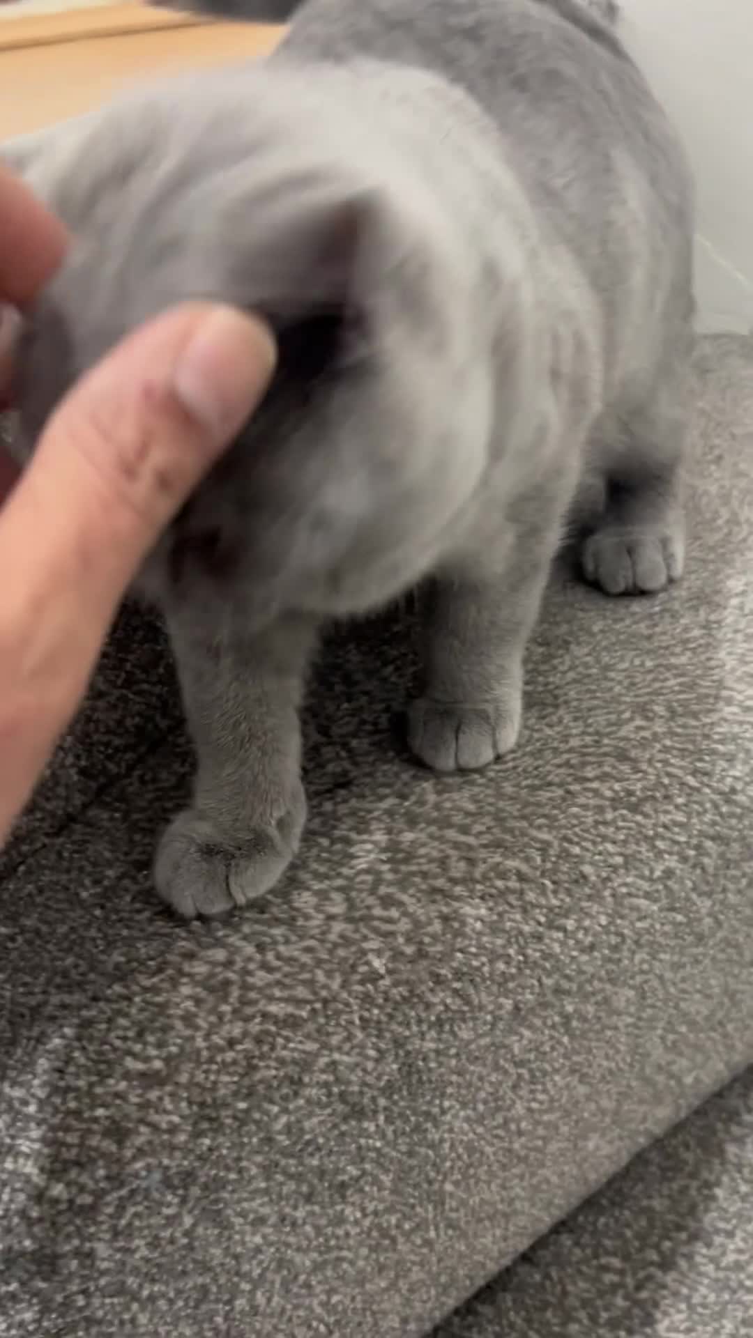 British Shorthair cats for sale: 🐾 Adorable 4-Month-Old Male Kitten - Video 1