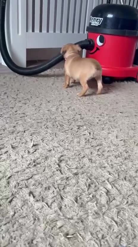 Staffordshire Bull Terrier dogs for sale: KC S.B.T 1 FEMALE LEFT READY TO LEAVE  ❤️❤️🏆🩸 - Video 1