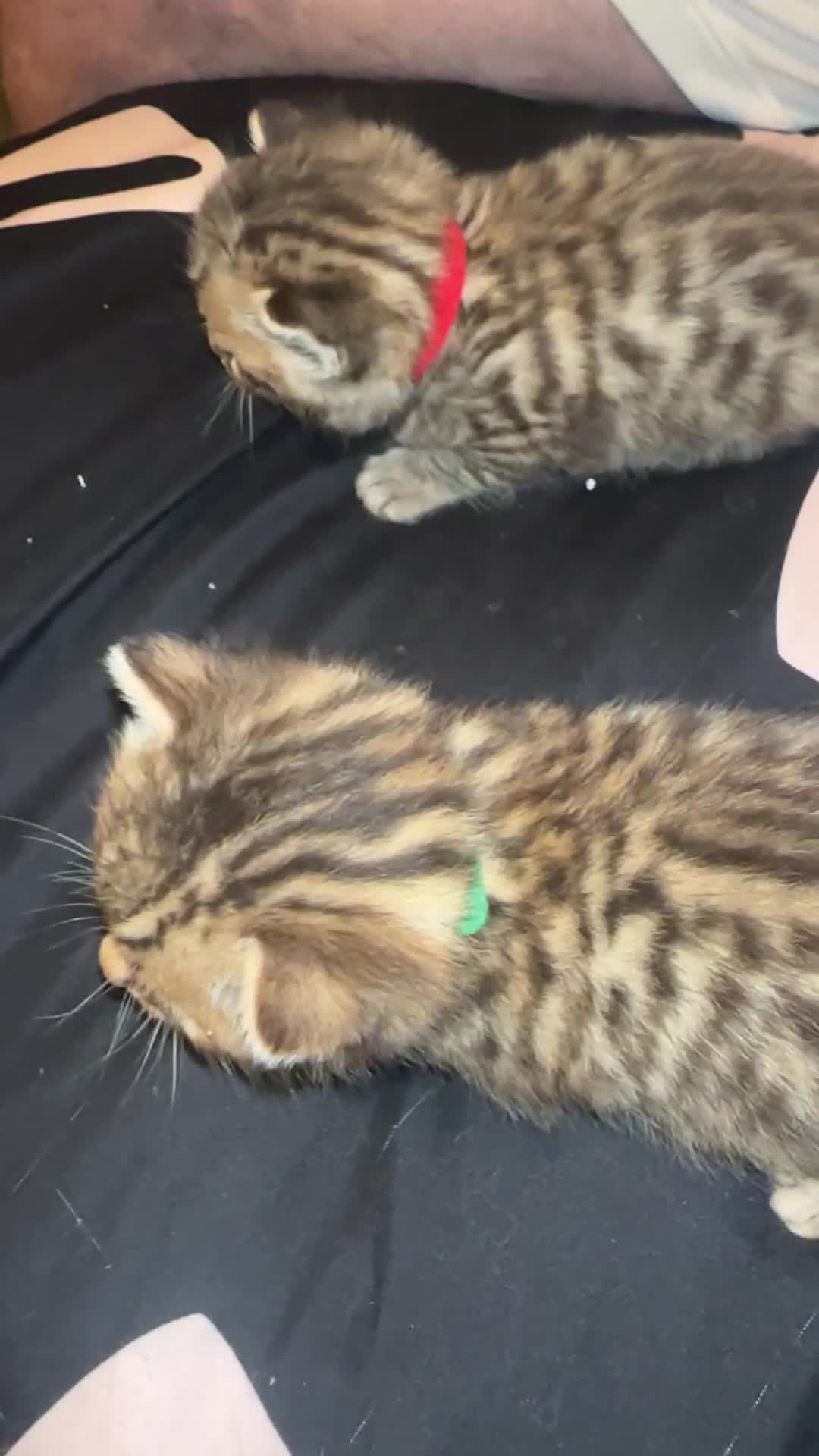 Bengal cats for sale: Stunning bengal x bsh kittens  - Video 3