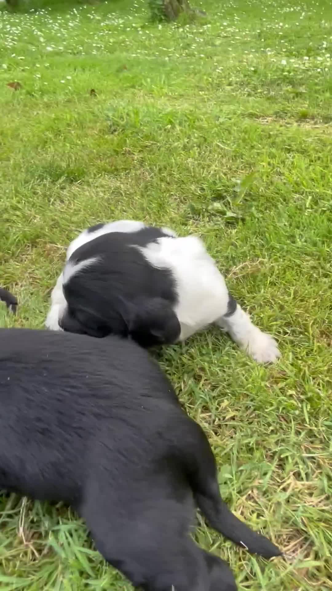 Cocker Spaniel dogs for sale: Working Cocker Spaniels in Haverfordwest - Video 1