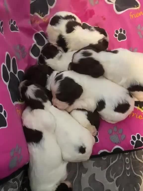 Cockapoo dogs for sale: Cockapoo F1 puppies  - Video 2