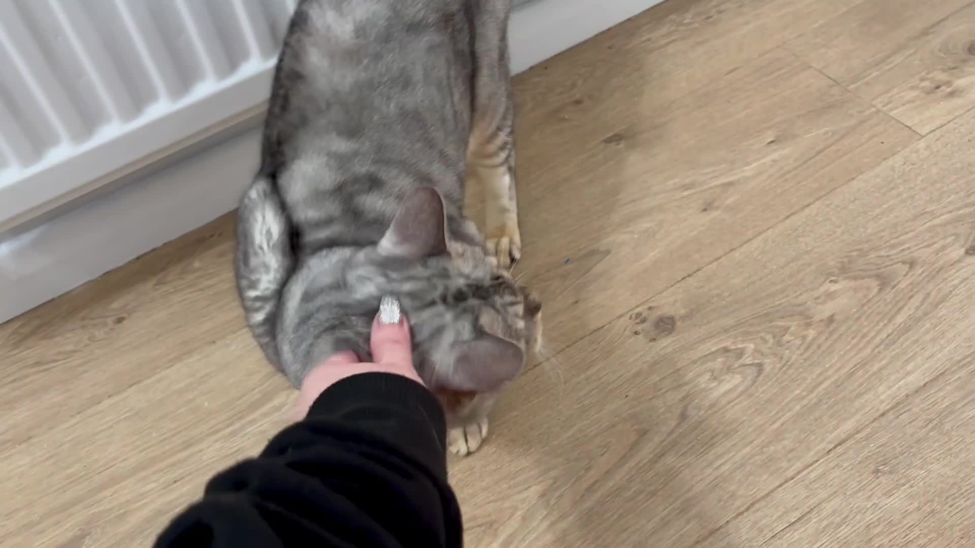 Bengal cats for sale: BEAUTIFUL BENGAL SEEKS FOREVER HOME 🤍 - Video 1