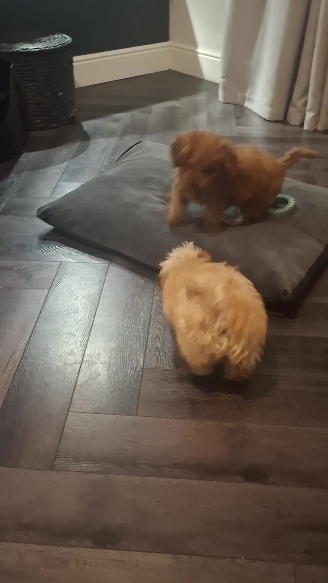 Maltipoo dogs for sale: 2 boys - Video 1