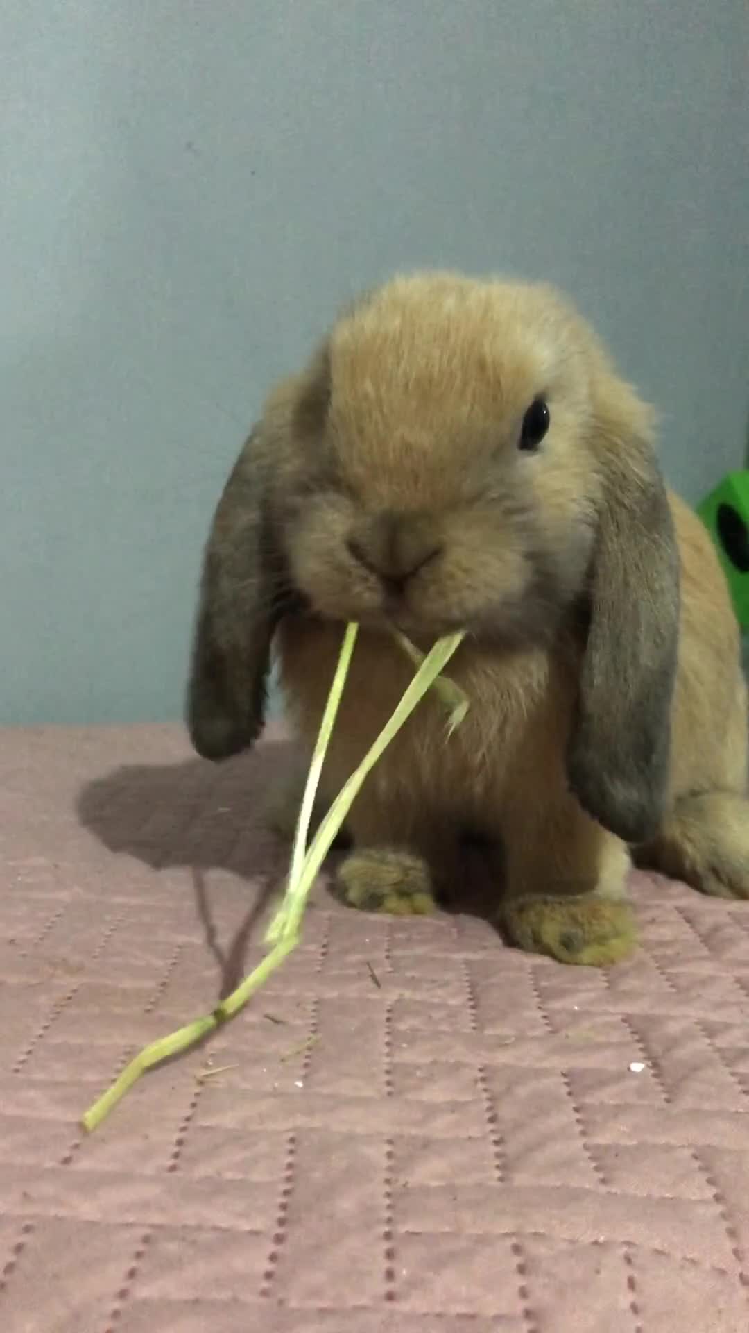 Mini Lop rabbits for sale: Beautiful Mini Lop Rabbit  - Video 1