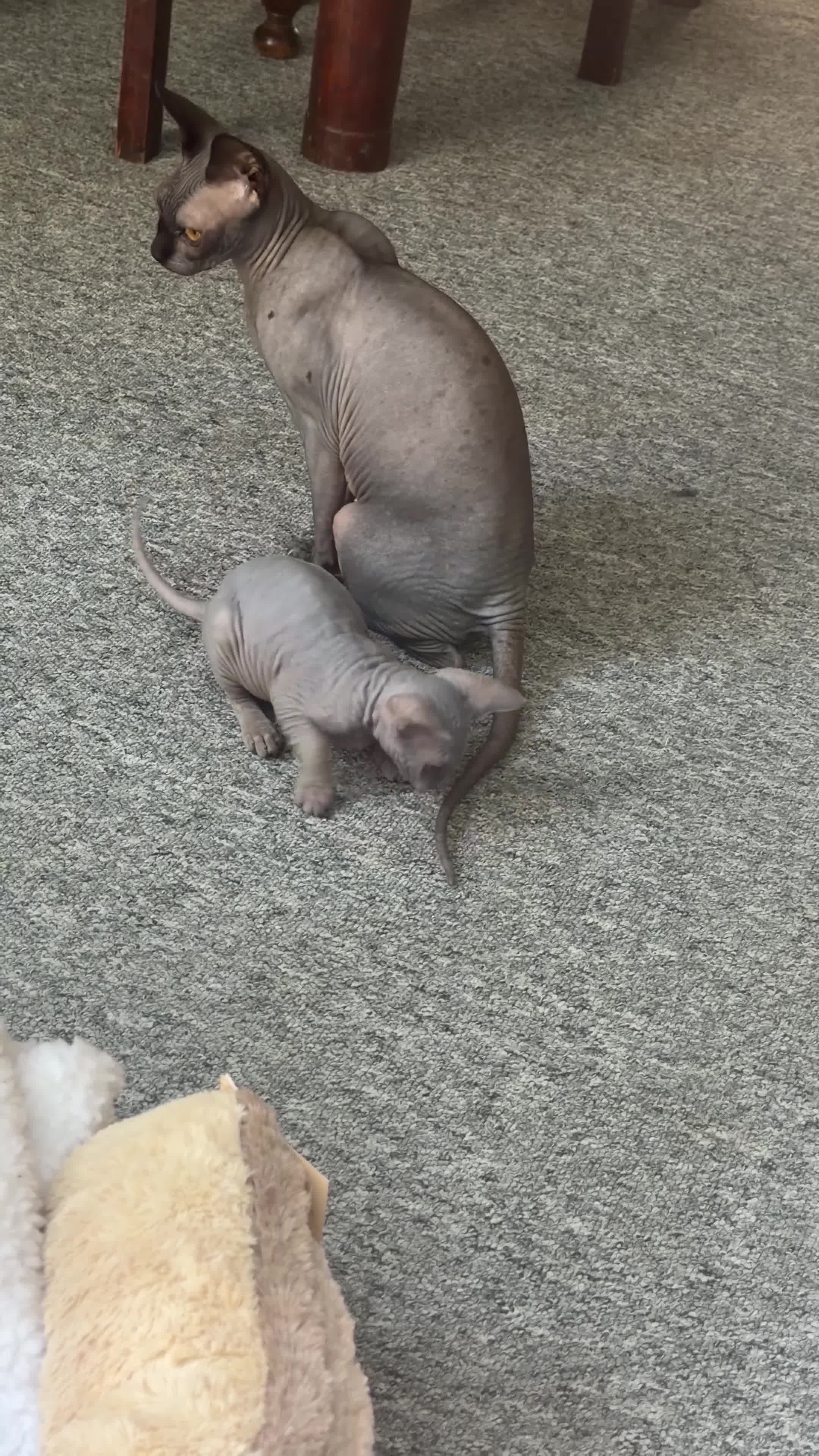 Sphynx cats for sale: Adorable sphynx girl  - Video 1