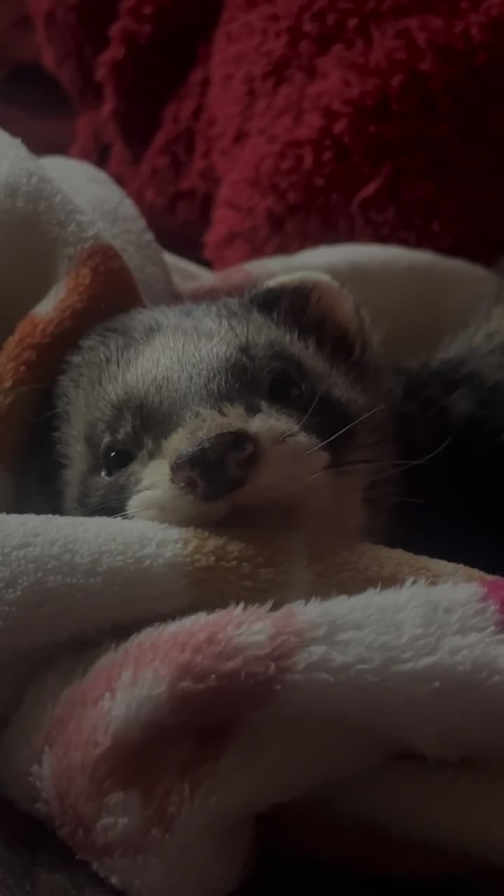 Ferret rodents for sale: Male ferret  - Video 1