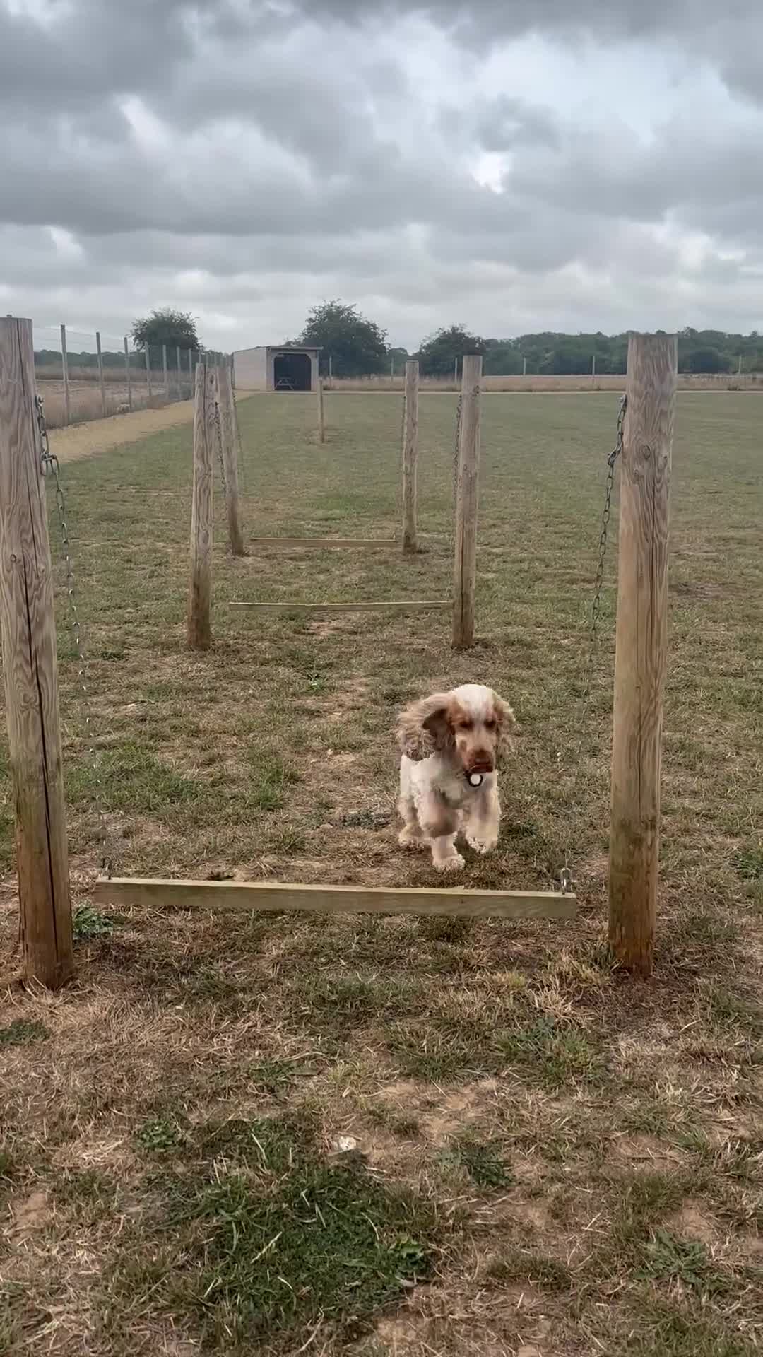 Cocker Spaniel dogs for stud: Cody  - Video 2